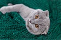a happy cat lies on a green scarf. A gray cat plays with a white ball of wool on a fluffy carpet. Happy kitten loves