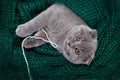 a happy cat lies on a green scarf. A gray cat plays with a white ball of wool on a fluffy carpet. Happy kitten loves