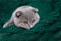 a happy cat lies on a green scarf. A gray cat plays with a white ball of wool on a fluffy carpet. Happy kitten loves