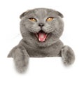 Happy cat looking at the camera Royalty Free Stock Photo