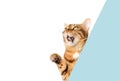 A happy cat looks back from an empty white banner and waves its paw Royalty Free Stock Photo