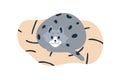 Happy cat lying in pet cushion bed. Cute kitty resting rolled up in ball. Funny kitten relaxing. Adorable feline animal