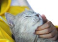 Happy cat while owner hand touching chin with gentle , friendship and relaxation time