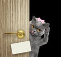 Happy cat peeks out from behind the door. Isolated on black Royalty Free Stock Photo