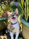 Happy cat playing in the garden