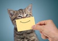 Happy cat portrait with funny smile on cardboard Royalty Free Stock Photo