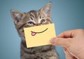 Happy cat portrait with funny smile and tongue Royalty Free Stock Photo