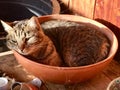 Happy cat in a pot