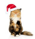 Happy cat in red christmas hat. isolated on white background Royalty Free Stock Photo