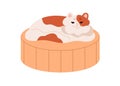 Happy cat relaxing on cushion, pet bed. Cute home kitty lying, sleeping on comfortable pillow, feline animals furniture
