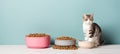 Happy cat relishing meal with cat food in bowl on plain background, creating a heartwarming scene