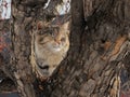 Happy cat sitting on the trunk of a wild ÃÂ°pple tree Royalty Free Stock Photo