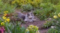 Happy cat in sunny flowers field.Domestic cat on its first walk outside in the garden Royalty Free Stock Photo