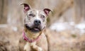 A happy Catahoula Leopard Dog mixed breed dog