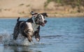 Happy Catahoula Leopard Dog is playing in water