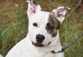 Happy Cattledog Anatolian Shepherd mix dog outside on leash