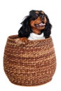 Happy Cavalier King Charles Spaniel dog in a basket