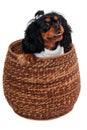 Happy Cavalier King Charles Spaniel dog in a basket