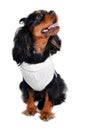 Happy Cavalier King Charles Spaniel dog