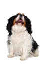 Happy Cavalier King Charles Spaniel dog is looking up