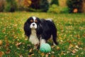 Happy cavalier king charles spaniel dog playing with toy ball Royalty Free Stock Photo