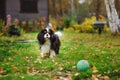 Happy cavalier king charles spaniel dog playing with toy ball Royalty Free Stock Photo