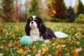 Happy cavalier king charles spaniel dog playing with toy ball Royalty Free Stock Photo