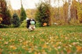 Happy cavalier king charles spaniel dog playing with toy ball Royalty Free Stock Photo