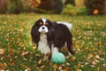 Happy cavalier king charles spaniel dog playing with toy ball