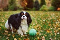 Happy cavalier king charles spaniel dog playing with toy ball Royalty Free Stock Photo