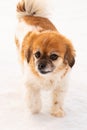 Happy Cavalier King Charles Spaniel Dog Up Close