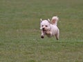 Cavapoo dog running Royalty Free Stock Photo