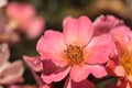 Happy Chappy pink apricot rose