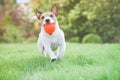 Happy cheerful dog holding toy ball in mouth running and playing on sunny spring day outdoors Royalty Free Stock Photo