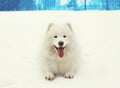 Happy cheerful white Samoyed dog lying on snow in winter