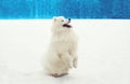 Happy cheerful white Samoyed dog on snow in winter