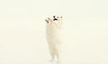 Happy cheerful white Samoyed dog standing on its hind legs on snow in winter park