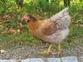 Happy chicken walking on the road Royalty Free Stock Photo