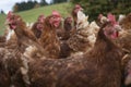 Happy chickens on a farm in Austria