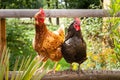Happy chickens Royalty Free Stock Photo