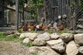 Happy chickens that are kept appropriately in the Bavarian rural area Royalty Free Stock Photo