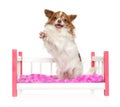 Happy Chihuahua dog posing on toy bed