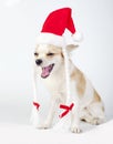 Happy Chihuahua dog with Santa hat