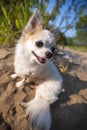 Happy Chihuahua dog on solar summer landscape