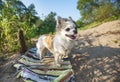 Happy Chihuahua dog on sunny summer background