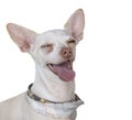 Happy chihuahua