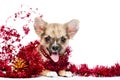 Happy Chihuahua puppy in frame of shining tinsel