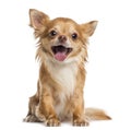 Happy Chihuahua (4 years old) Royalty Free Stock Photo