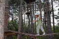 Happy child boy in adventure park Royalty Free Stock Photo