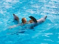 Happy child and dolphins in blue water. Dolphin Assisted Therapy Royalty Free Stock Photo